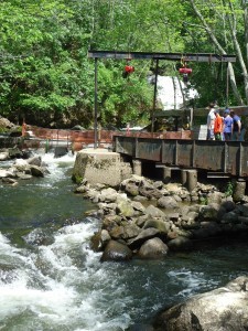 A view of the Fish Ladder