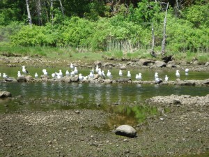 Waiting Herring gulls, between fish courses