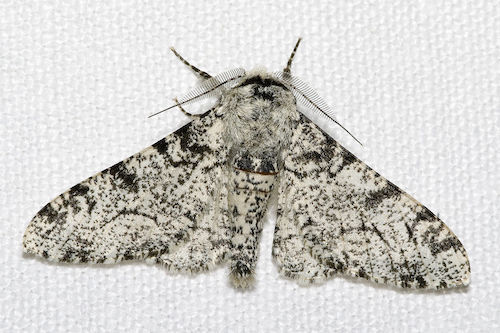 Biston.betularia.jpg