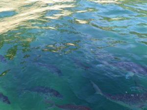 Snapper, Te-Whanganui-A-Hei Marine Reserve, Hahei NZ