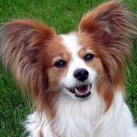 Papillon dog