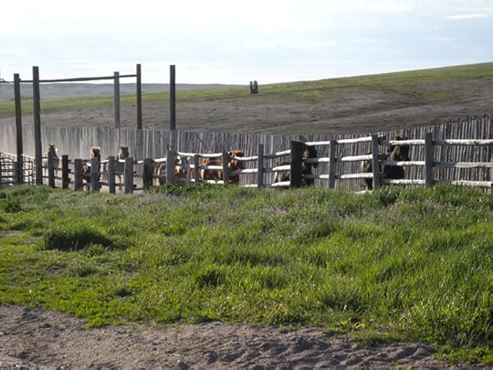 Horses in the chute, Colorado Cattle Co