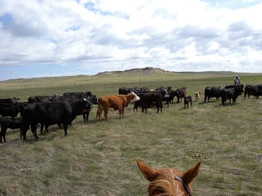 Colorado Cattle Co.