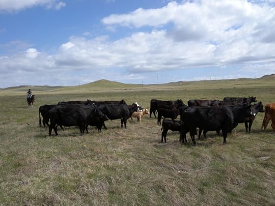 Colorado Cattle Co.