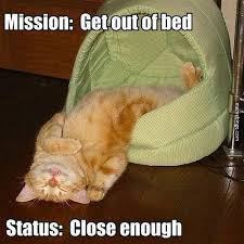 cat meme