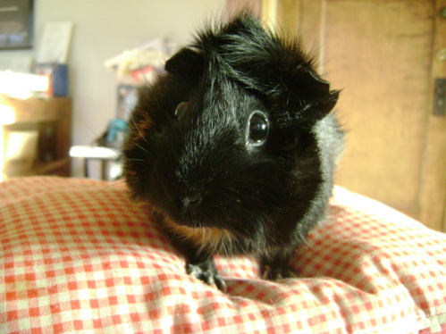 Another animal capable of major distress: Merricat. You don't even want to know what she'd do to a precocious intern. 