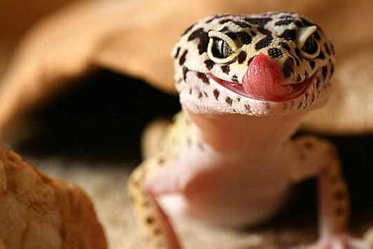 Eublepharis macularius, the leopard gecko, has temperature-based sex determination. Photo credit: Eduardo Santos. CC BY 2.0 via Wikimedia Commons.