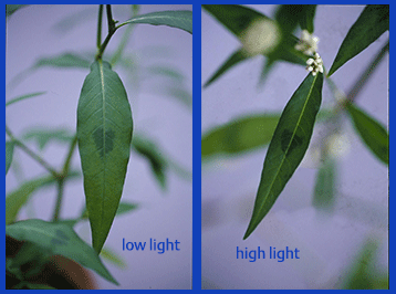 Leaves in environment