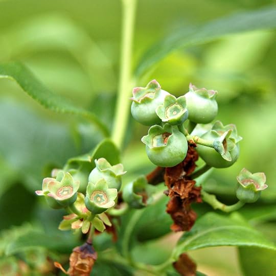 If I'm lucky I'll be picking blueberries soon in the front yard.