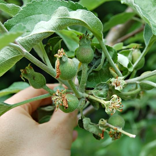 These apples are just a little larger than my thumbnail.