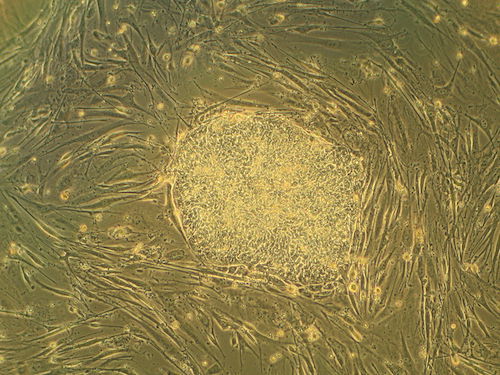 Humanstemcell2.JPG