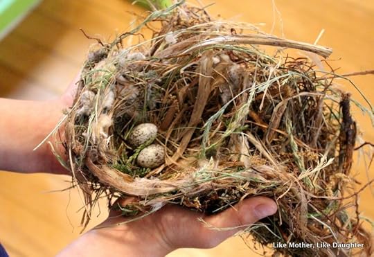 Bird's nest at the Chesternest