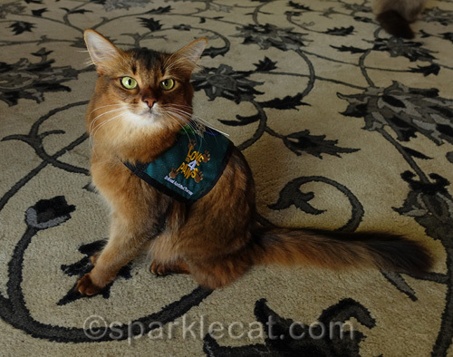 somali cat in new therapy cat harness