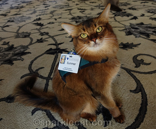 somali cat showing off hospital badge for therapy cat visits