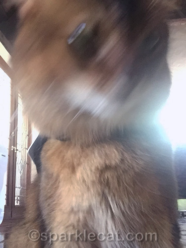 somali cat messing up on a selfie