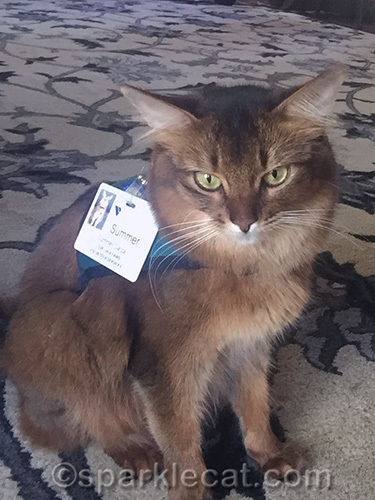 somali cat posing for selfie, but looking down