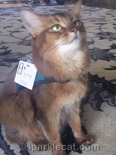 somali cat posing for selfie but not looking at camera