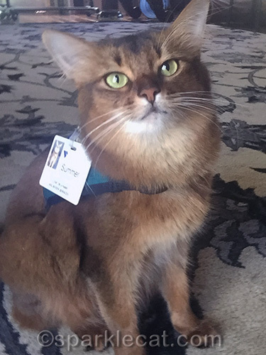 Somali cat posing nicely for selfie