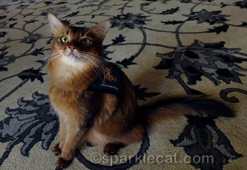 somali cat in therapy cat harness trying to pose