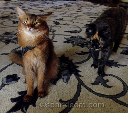 somali cat being interrupted by tortoiseshell cat