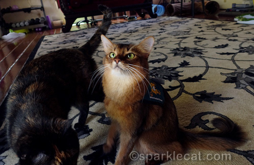 somali cat trying to ignore photobombing tortoiseshell