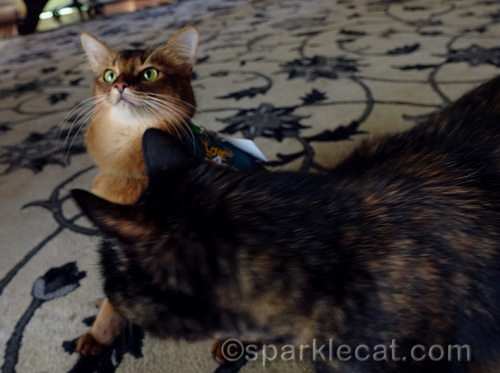 somali cat still trying to ignore photobomber tortoiseshell cat