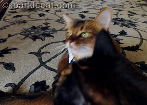 somali cat continuing to be photobombed by tortoiseshell cat