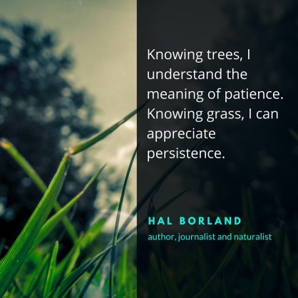 Knowing trees - Hal Borland (quote)