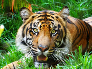 Cindy Knoke-photographer-writer-The Writer Next Door