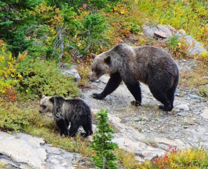 The Writer Next Door-photograph-bears-Cindy Knoke
