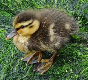 Cindy Knoke-pictures-writer-photo-The Writer Next Door