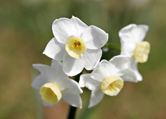 By Taken byfir0002 flagstaffotos.com.auCanon 20D + Tamron 28-75mm f2.8 - Own work, GFDL 1.2, httpscommons.wikimedia.orgwindex.phpcurid=282392