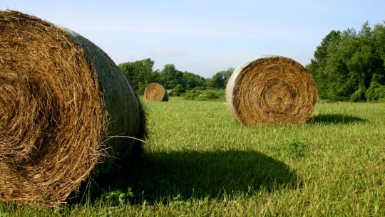 hay20field