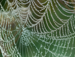 Ecological-Networks-1