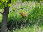 groundhog