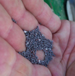 turnip seeds