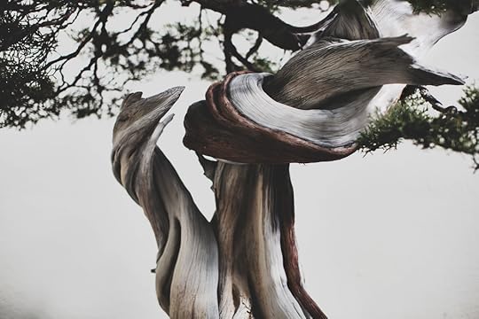 California Juniper bonsai, in training since 1985