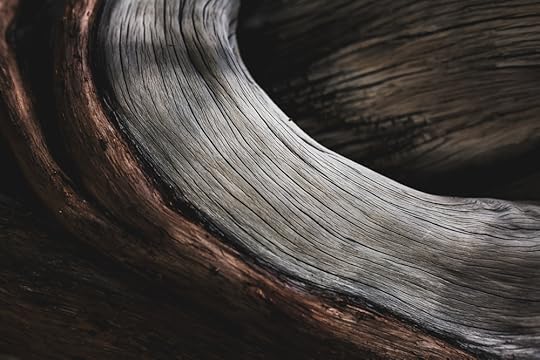 California Juniper bonsai, in training since 1985