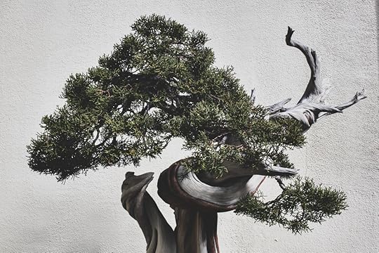 California Juniper bonsai, in training since 1985