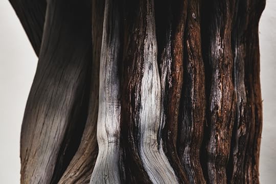 California Juniper bonsai, in training since 1985