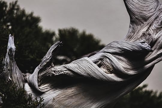 California Juniper bonsai, in training since 1985