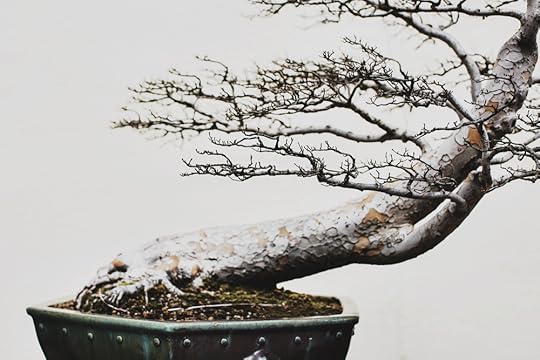 Chinese Elm, training date unknown