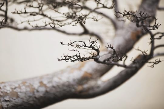 Chinese Elm, training date unknown