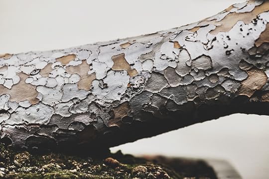 Chinese Elm, training date unknown
