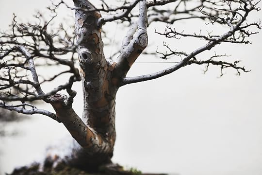 Chinese Elm, training date unknown