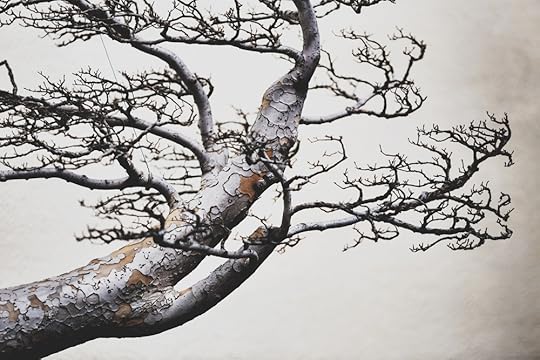 Chinese Elm, training date unknown