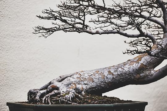 Chinese Elm, training date unknown