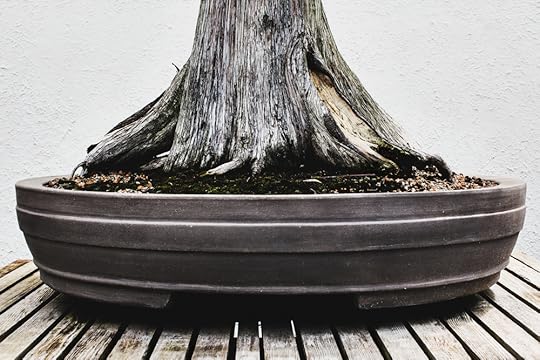 Bald Cypress bonsai, in training since 1987