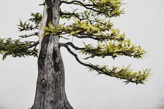 Bald Cypress bonsai, in training since 1987