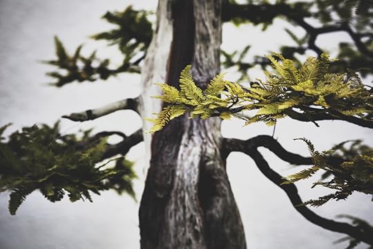 Bald Cypress bonsai, in training since 1987